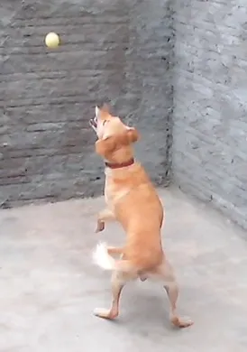Cachorro ra a Labrador com poodle idade 2 anos nome Urso