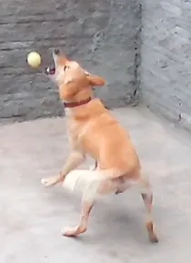 Cachorro ra a Labrador com poodle idade 2 anos nome Urso
