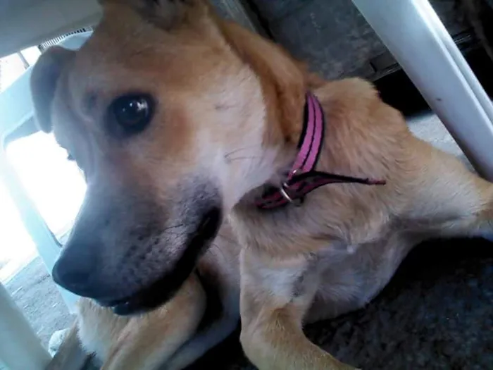 Cachorro ra a SRD idade 2 a 6 meses nome Jade