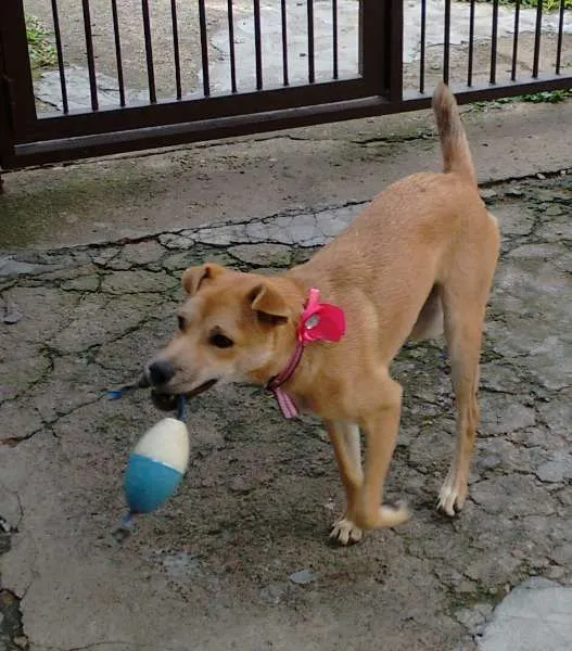 Cachorro ra a SRD idade 2 a 6 meses nome Jade