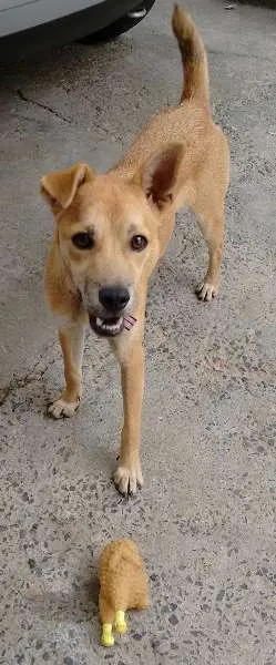 Cachorro ra a SRD idade 2 a 6 meses nome Jade