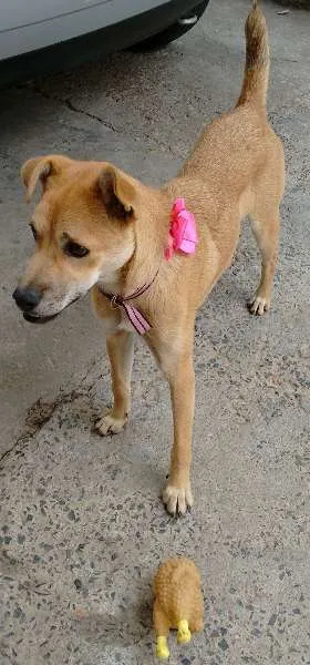 Cachorro ra a SRD idade 2 a 6 meses nome Jade
