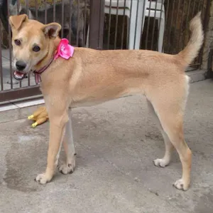 Cachorro raça SRD idade 2 a 6 meses nome Jade