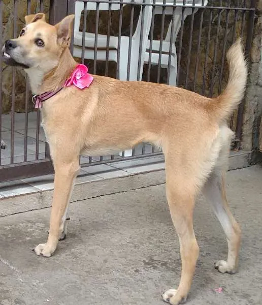 Cachorro ra a SRD idade 2 a 6 meses nome Jade