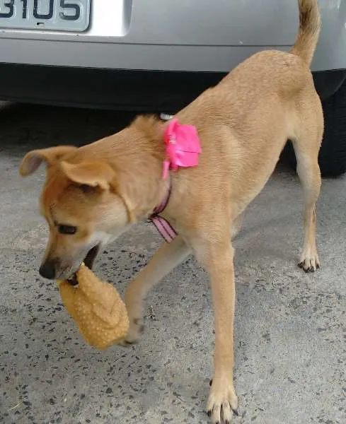 Cachorro ra a SRD idade 2 a 6 meses nome Jade