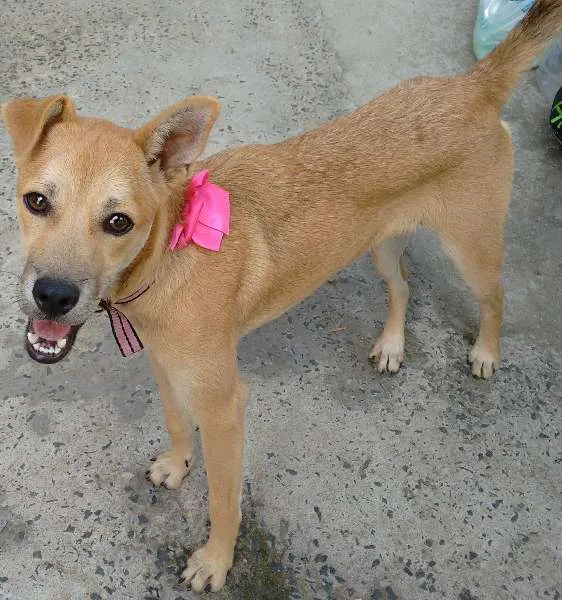 Cachorro ra a SRD idade 2 a 6 meses nome Jade