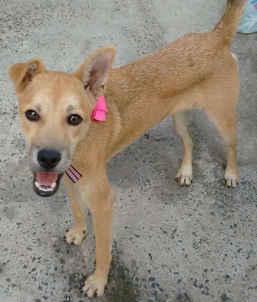 Cachorro ra a SRD idade 2 a 6 meses nome Jade