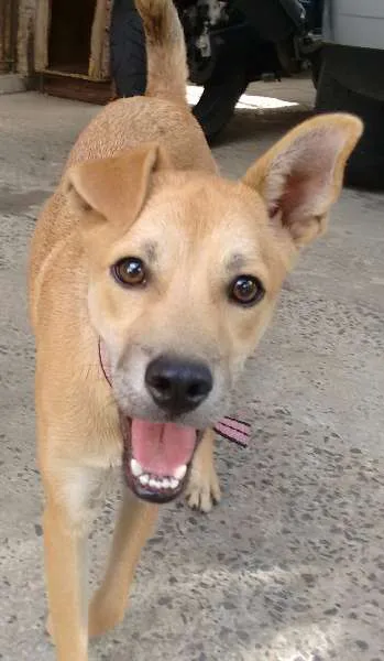 Cachorro ra a SRD idade 2 a 6 meses nome Jade