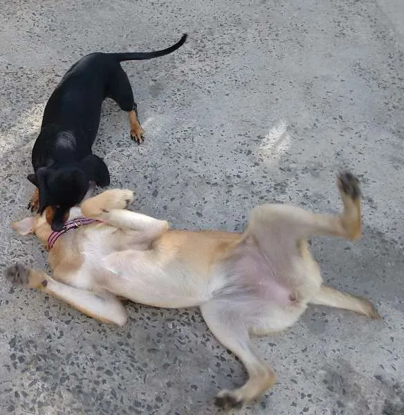 Cachorro ra a SRD idade 2 a 6 meses nome Jade