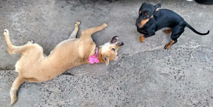 Cachorro ra a SRD idade 2 a 6 meses nome Jade