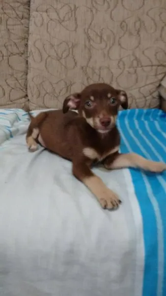 Cachorro ra a Srd idade Abaixo de 2 meses nome Filhote