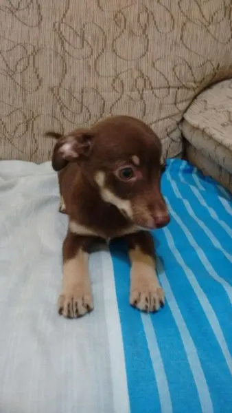 Cachorro ra a Srd idade Abaixo de 2 meses nome Filhote
