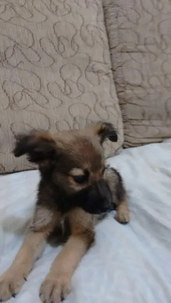 Cachorro ra a Srd idade Abaixo de 2 meses nome Filhote