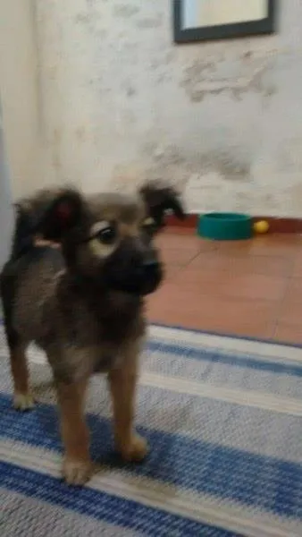 Cachorro ra a Srd idade Abaixo de 2 meses nome Filhote