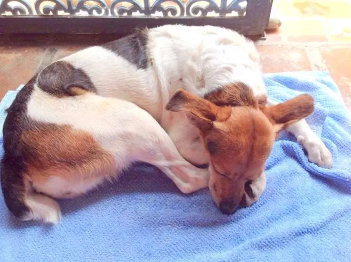 Cachorro ra a Vira-Lata idade 4 anos nome Kika