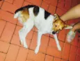 Kika