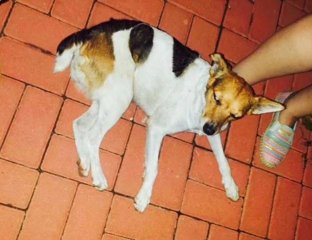 Cachorro ra a Vira-Lata idade 4 anos nome Kika