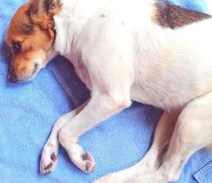 Cachorro raça Vira-Lata idade 4 anos nome Kika