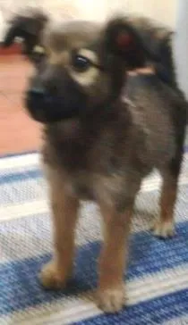 Cachorro raça Srd idade Abaixo de 2 meses nome Filhote