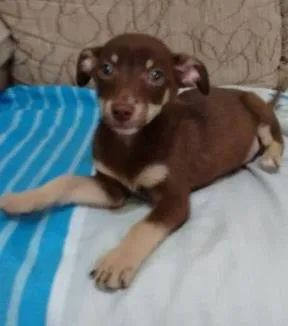 Cachorro raça Srd idade Abaixo de 2 meses nome Filhote
