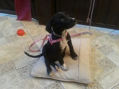 Cachorro ra a misturada idade Abaixo de 2 meses nome Grauda