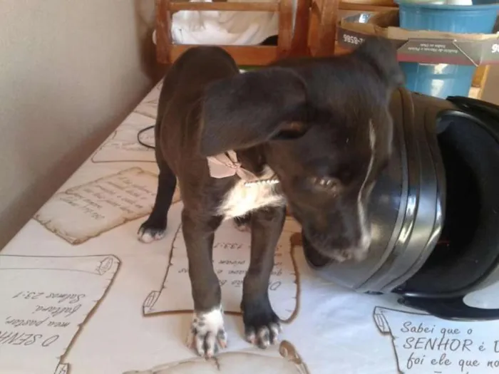 Cachorro ra a misturada idade Abaixo de 2 meses nome Grauda