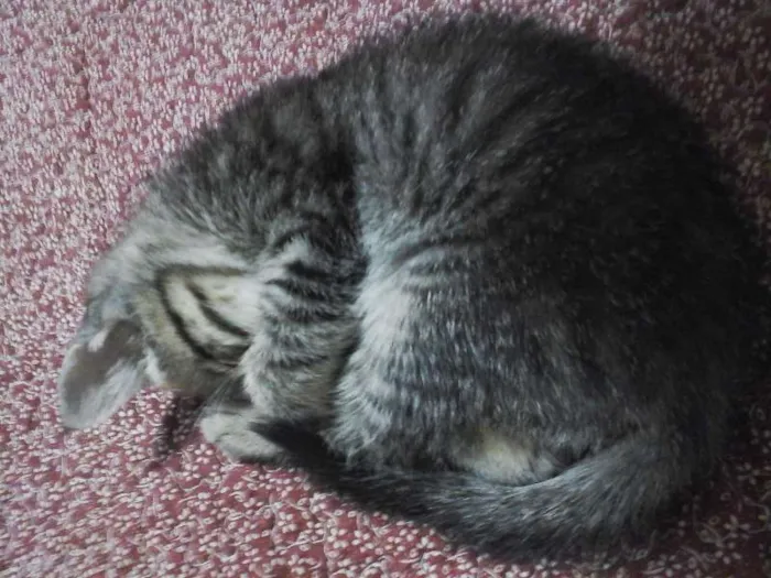 Gato ra a Vira-lata idade 2 a 6 meses nome Nenhum