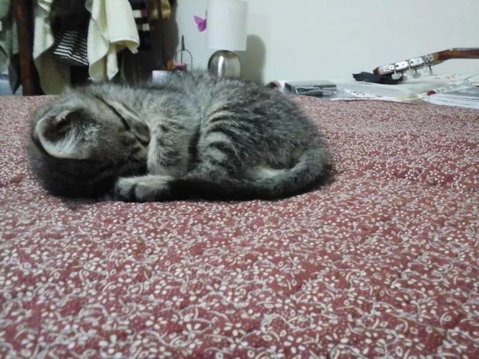 Gato ra a Vira-lata idade 2 a 6 meses nome Nenhum