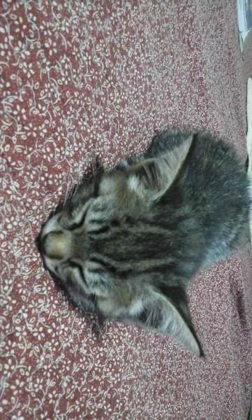Gato ra a Vira-lata idade 2 a 6 meses nome Nenhum