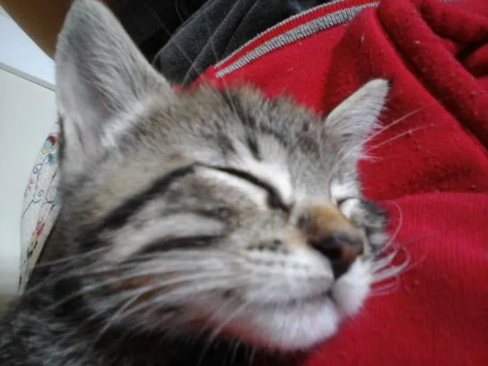 Gato ra a Vira-lata idade 2 a 6 meses nome Nenhum