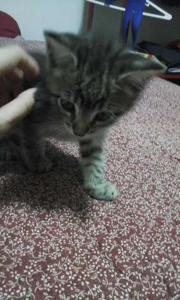 Gato ra a Vira-lata idade 2 a 6 meses nome Nenhum