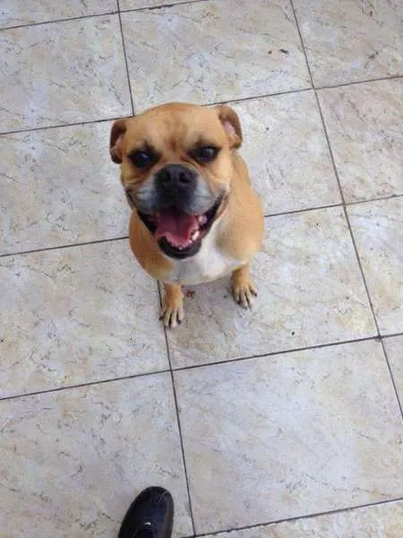Cachorro ra a Boxer idade 2 a 6 meses nome Aquiles