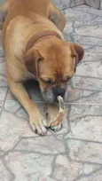 Aquiles