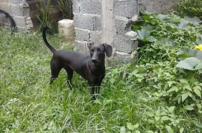 Cachorro ra a vira lata idade 1 ano nome BOB