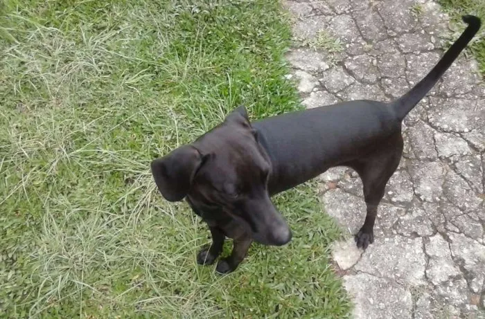 Cachorro ra a vira lata idade 1 ano nome BOB