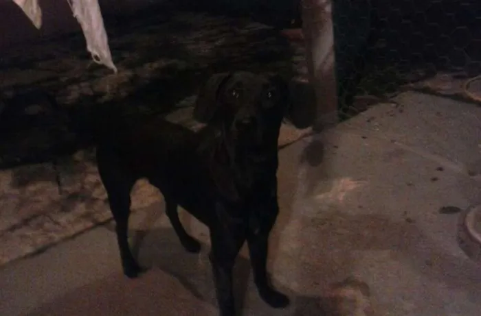 Cachorro ra a vira lata idade 1 ano nome BOB