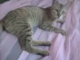 Mili