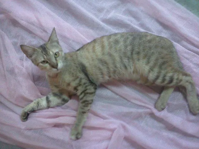 Gato ra a indefinida idade 7 a 11 meses nome Mili