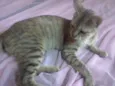 Mili