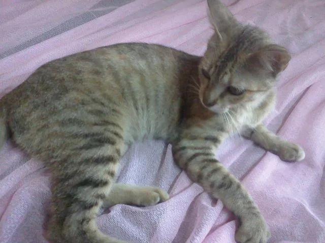 Gato ra a indefinida idade 7 a 11 meses nome Mili