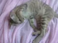 Mili