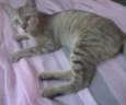 Mili