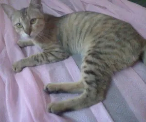 Gato raça indefinida idade 7 a 11 meses nome Mili