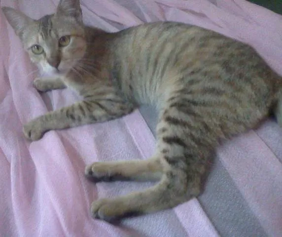 Gato ra a indefinida idade 7 a 11 meses nome Mili
