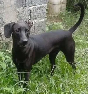 Cachorro raça vira lata idade 1 ano nome BOB