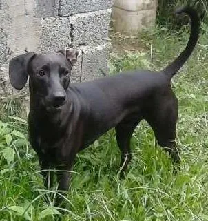 Cachorro ra a vira lata idade 1 ano nome BOB
