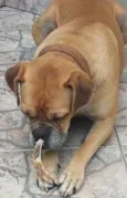 Aquiles