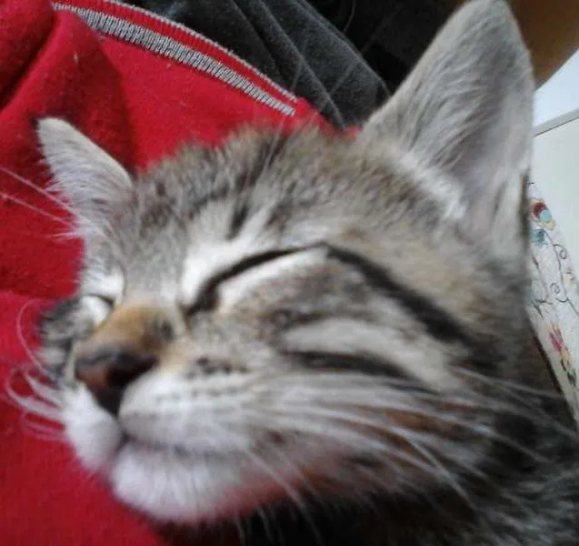 Gato ra a Vira-lata idade 2 a 6 meses nome Nenhum