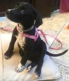 Cachorro ra a misturada idade Abaixo de 2 meses nome Grauda