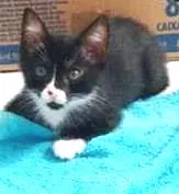 Gato raça Sem raça definida idade Abaixo de 2 meses nome Pedrinho, Gabriel e